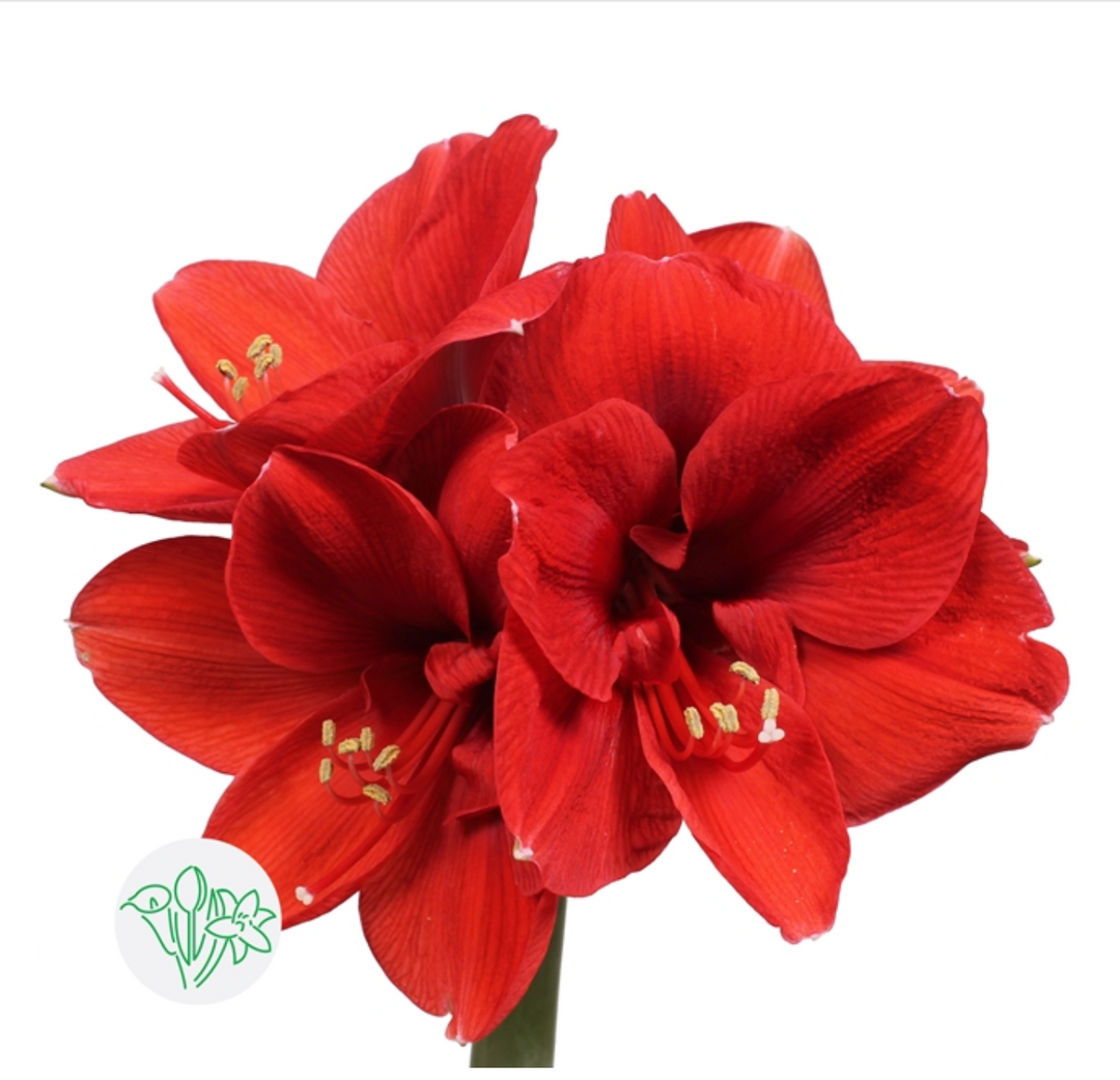 荷蘭朱頂蘭  混色 (Mix Colour) 75cm 一箱 12-15支