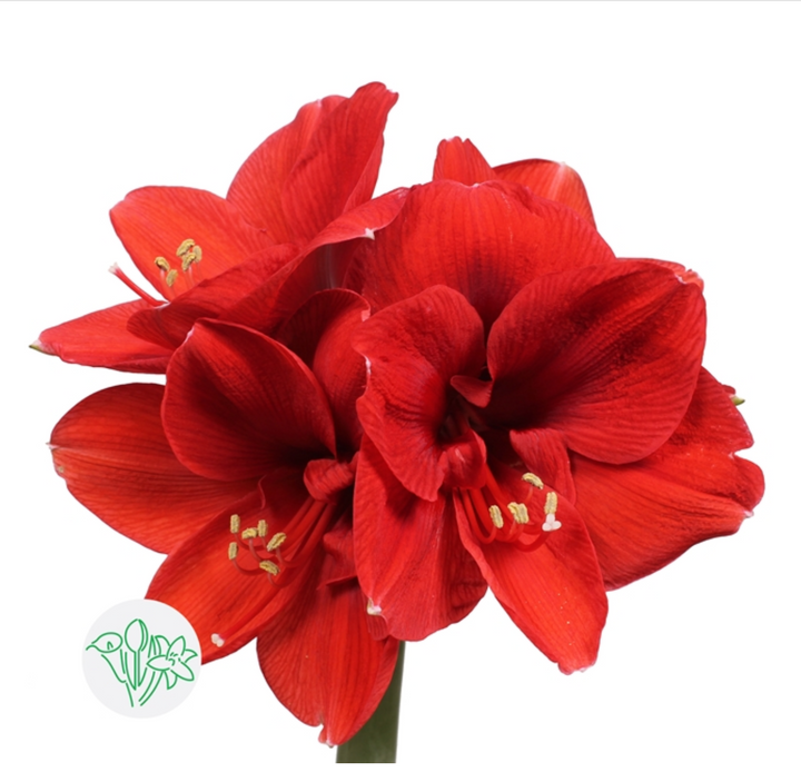 荷蘭朱頂蘭  混色 (Mix Colour) 75cm 一箱 12-15支