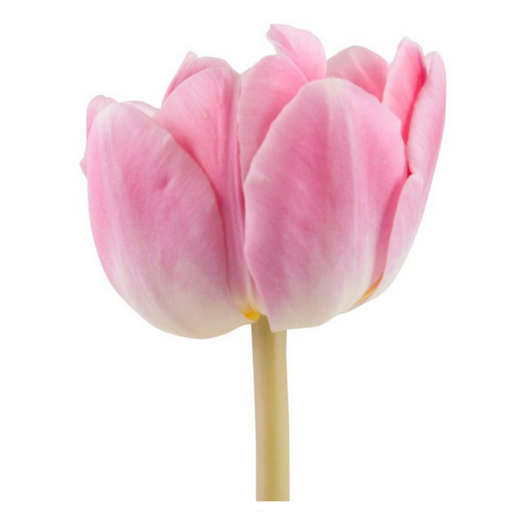 鬱金香 淺粉 20支