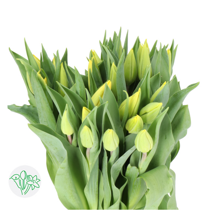 鬱金香 黃色 20支