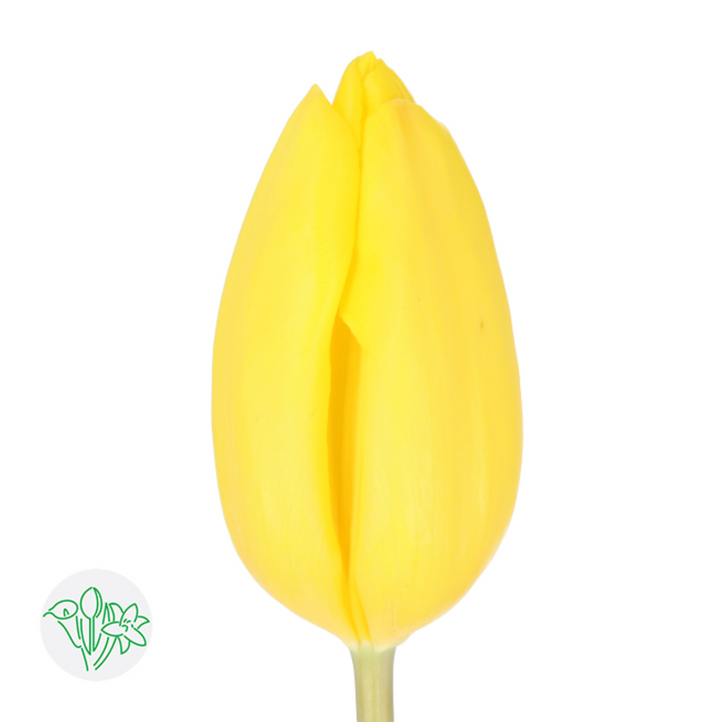 鬱金香 黃色 20支