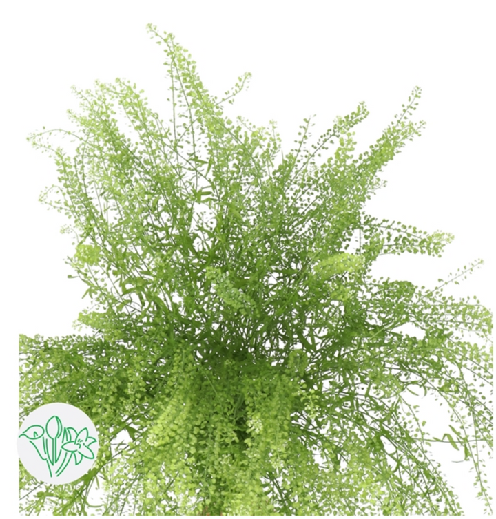 BB 草  70cm