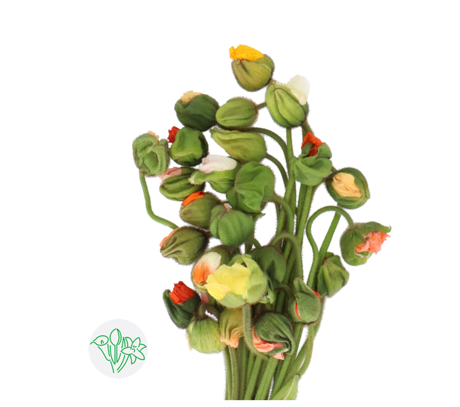 poppy 50cm 25支一包