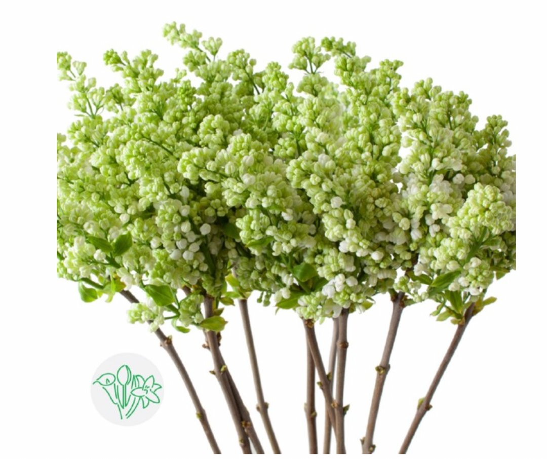 丁香 白色 4頭 60cm 5支