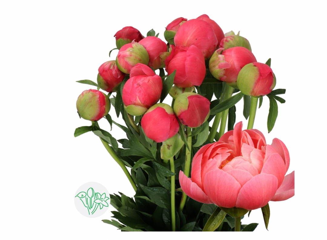 荷蘭Peony 牡丹『CORAL』  5支