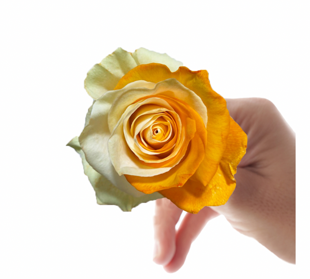 Carpa (染色)10 stems的