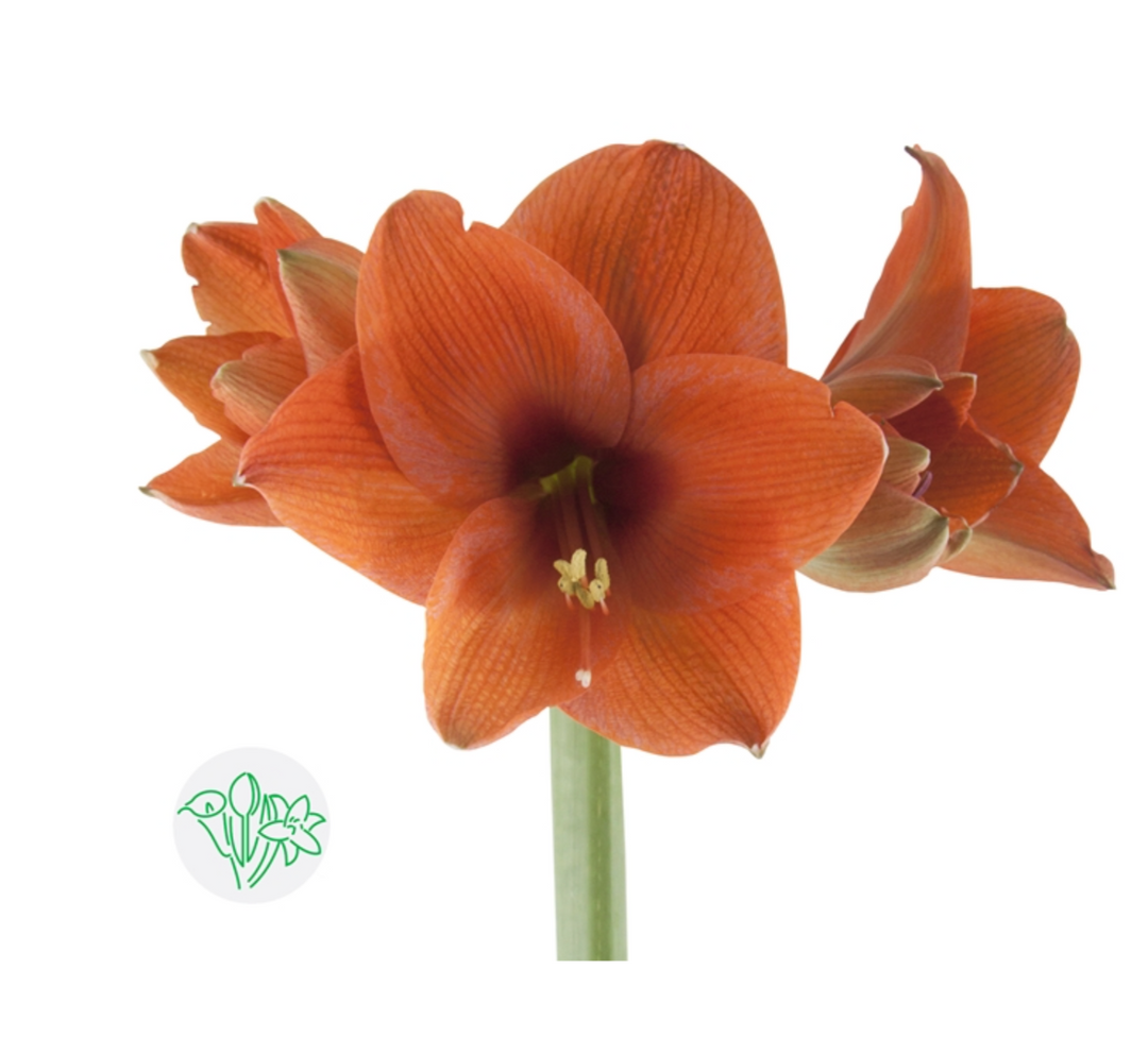 荷蘭朱頂蘭  Amaryllis Naranja 75cm 5支