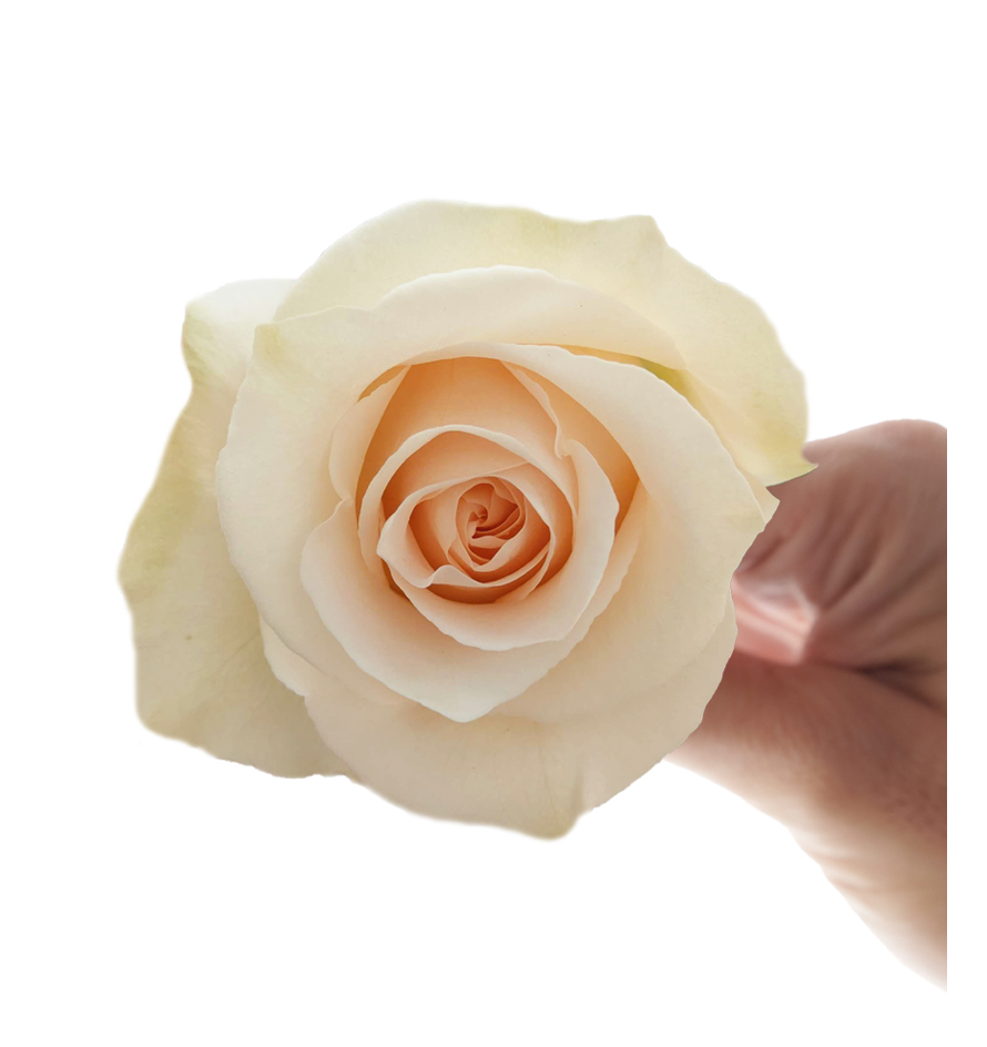 現貨 Sugar 10 stems