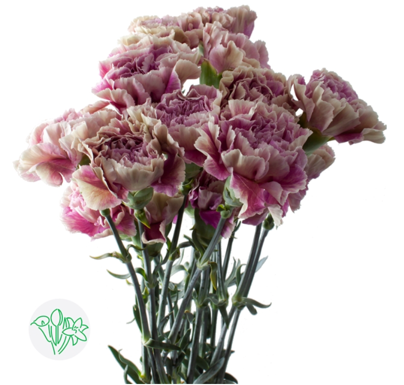 進口康乃馨Carnation Antigua