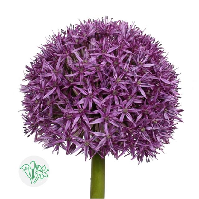 大紫蔥 5個