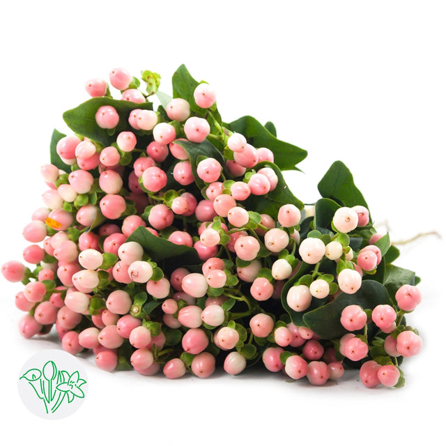 Hypericum 豆