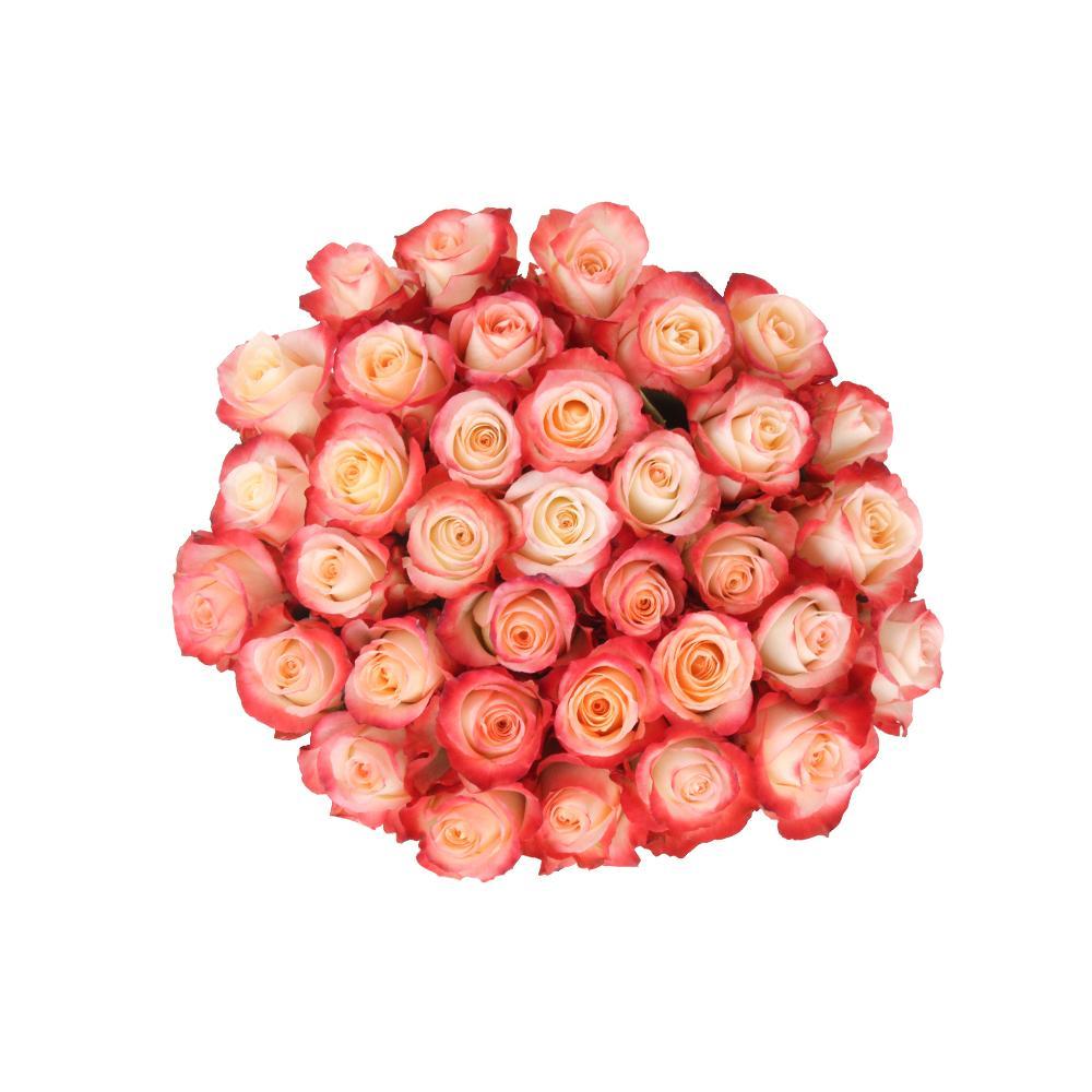 Cabarett 10 stems