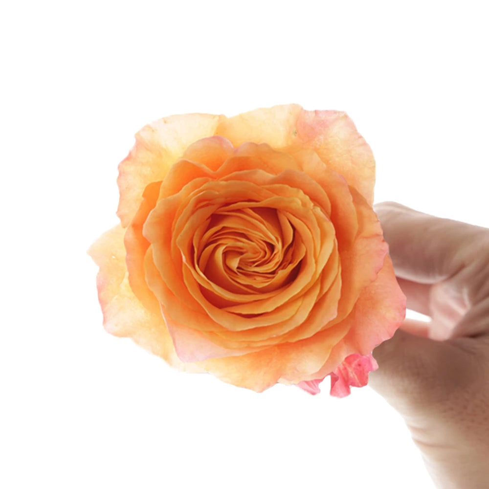 Free Spirit 10 stems