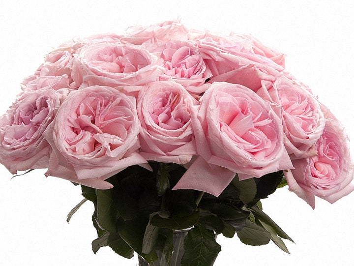 庭園玫瑰 -DAVID AUSTIN PINK O'HARA® 12支