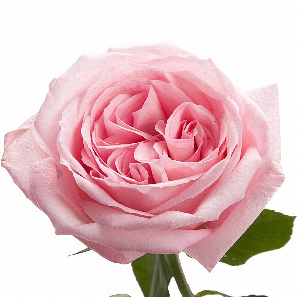 庭園玫瑰 -DAVID AUSTIN PINK O'HARA® 12支