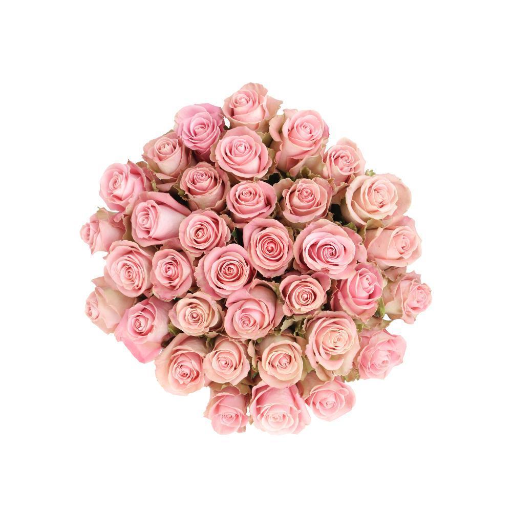 Hermosa  10 stems