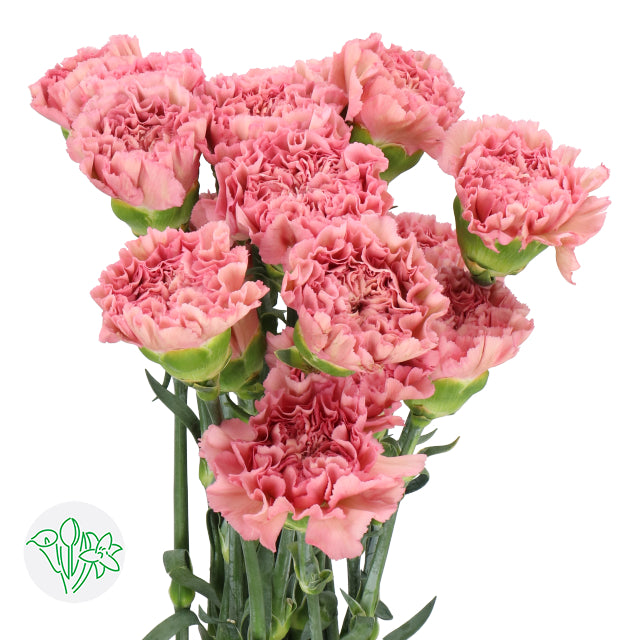 進口康乃馨Carnation Lege Pink