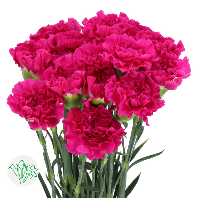 進口康乃馨Carnation Dark Farida