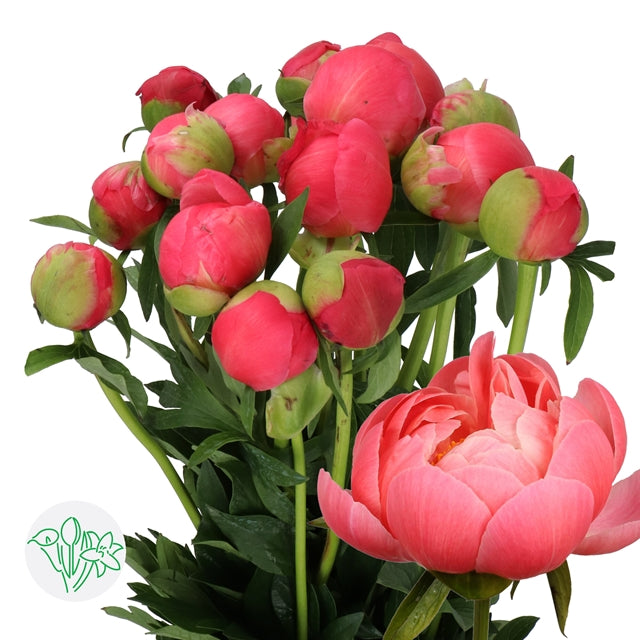 荷蘭牡丹Paeonia Coral系列