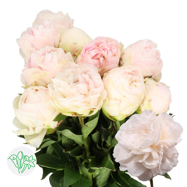 荷蘭牡丹Paeonia Mothers Choice