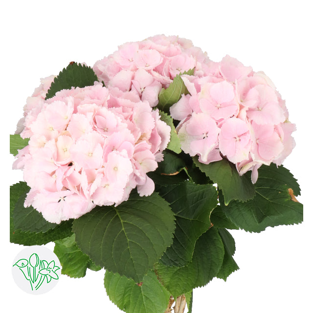 荷蘭繡球 Hydrangea 粉色