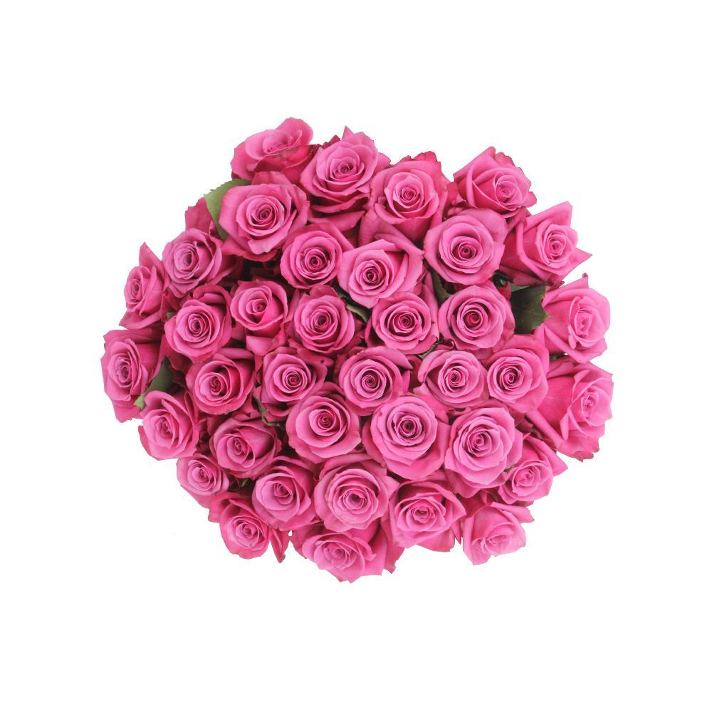 Shogun 10 stems