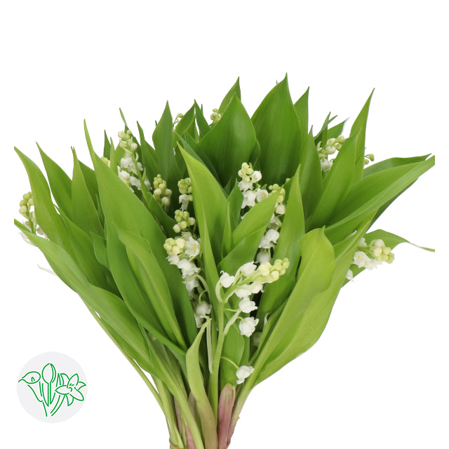 荷蘭玲蘭 Convallaria(短身無根)約20cm高 25支