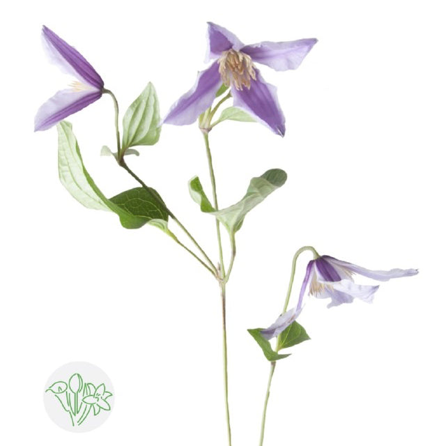 鐵線蓮 10支 紫色 70cm