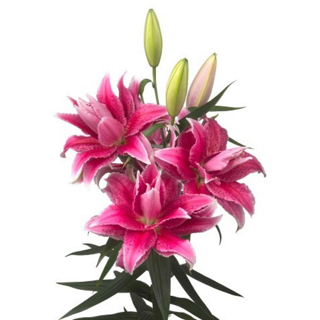 荷蘭重瓣紅百合 95cm