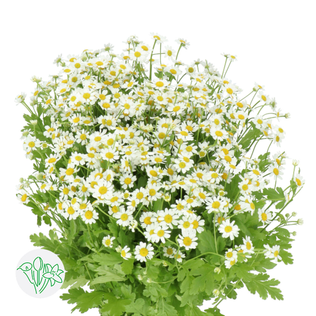 雛菊 10支
