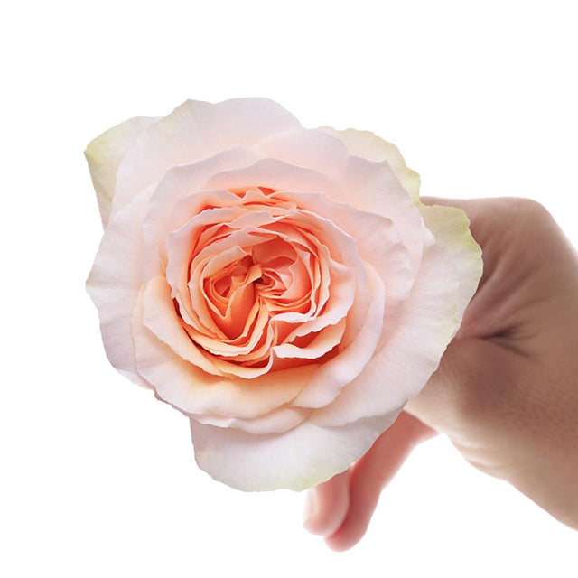 Bellini 10 stems