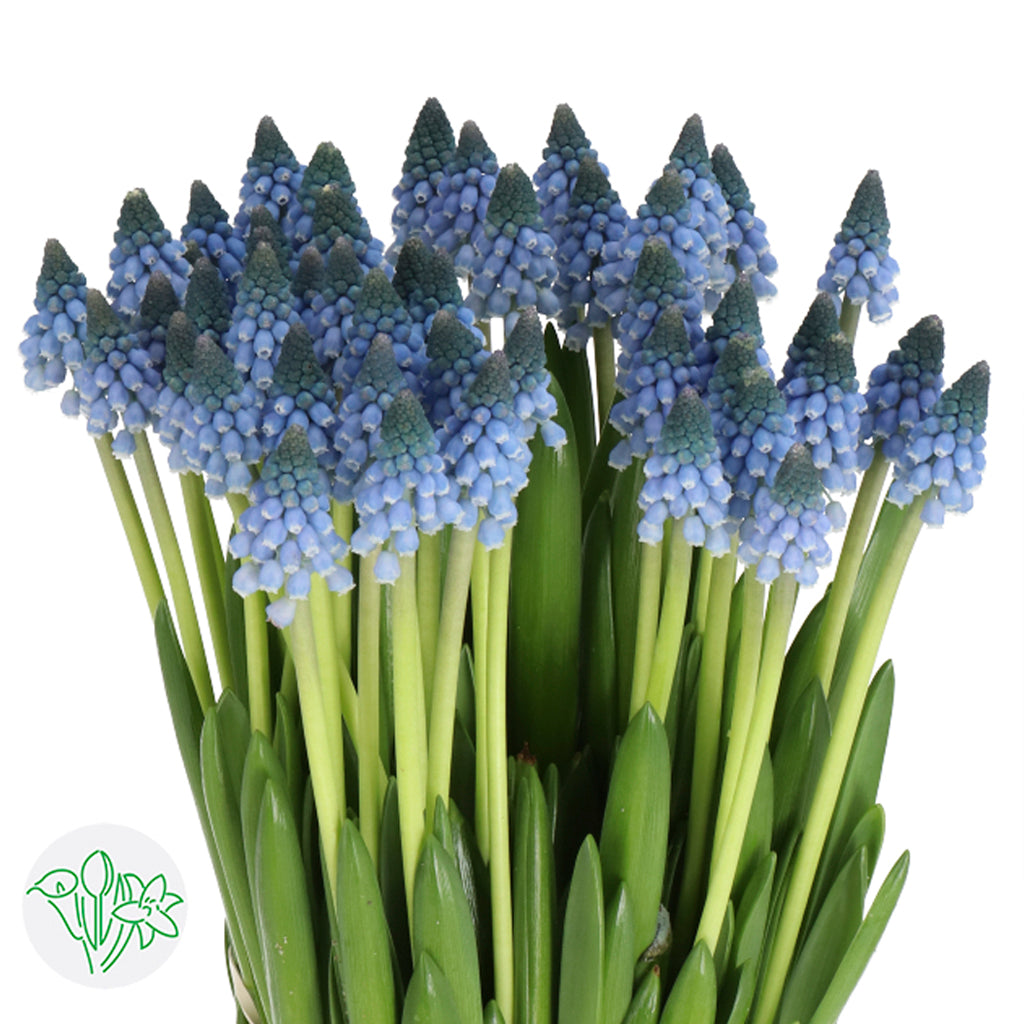 MUSCARI 葡萄風信子 藍色 20 stems 30 cm