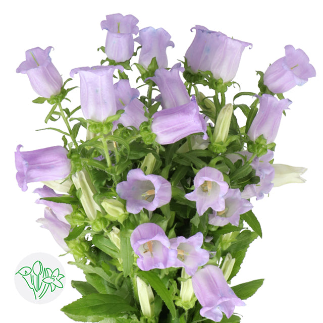風玲花