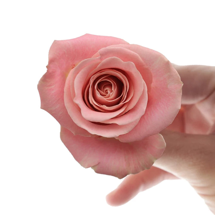 Hermosa  10 stems