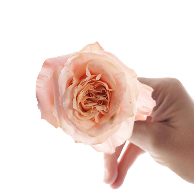 Shimmer 10 stems