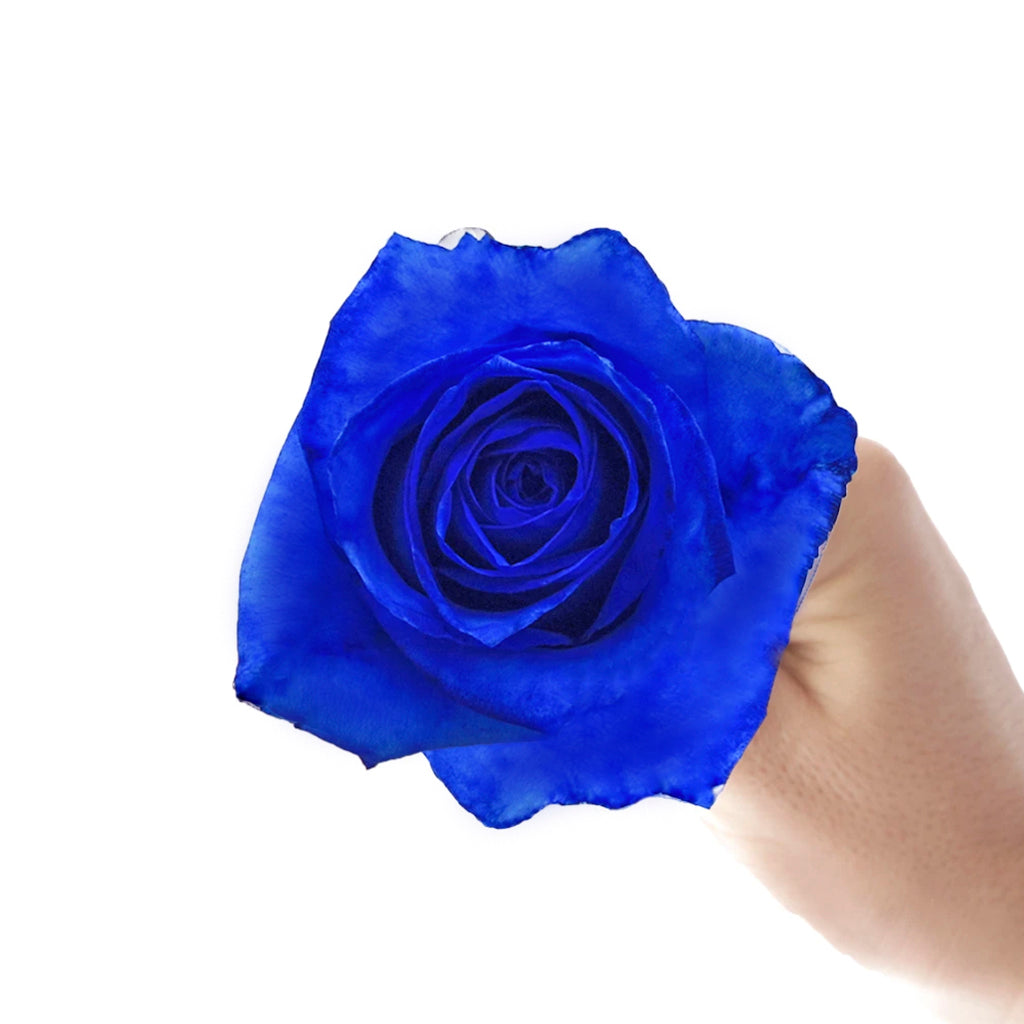 Blue rose 10 stems ( 染色)
