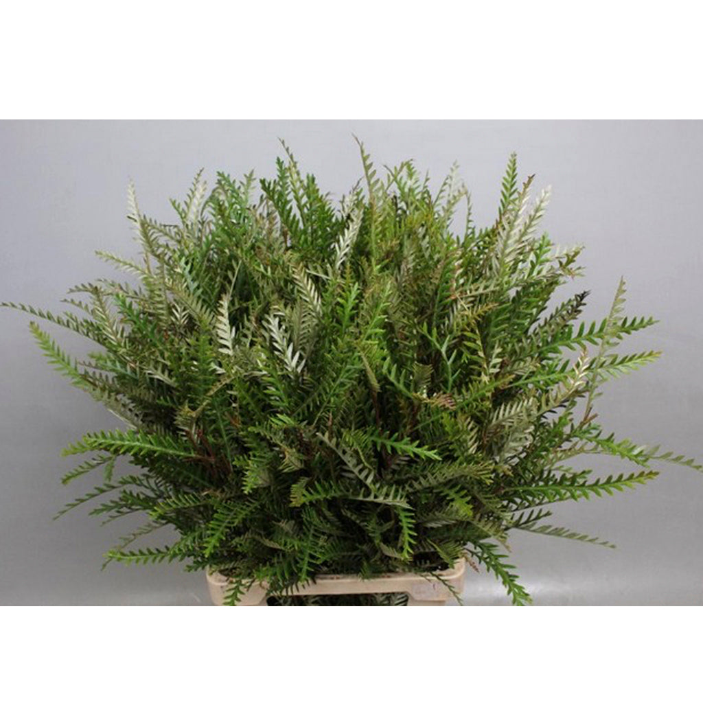 GREVILLEA IVANHOE鋸齒葉 10 支 60cm