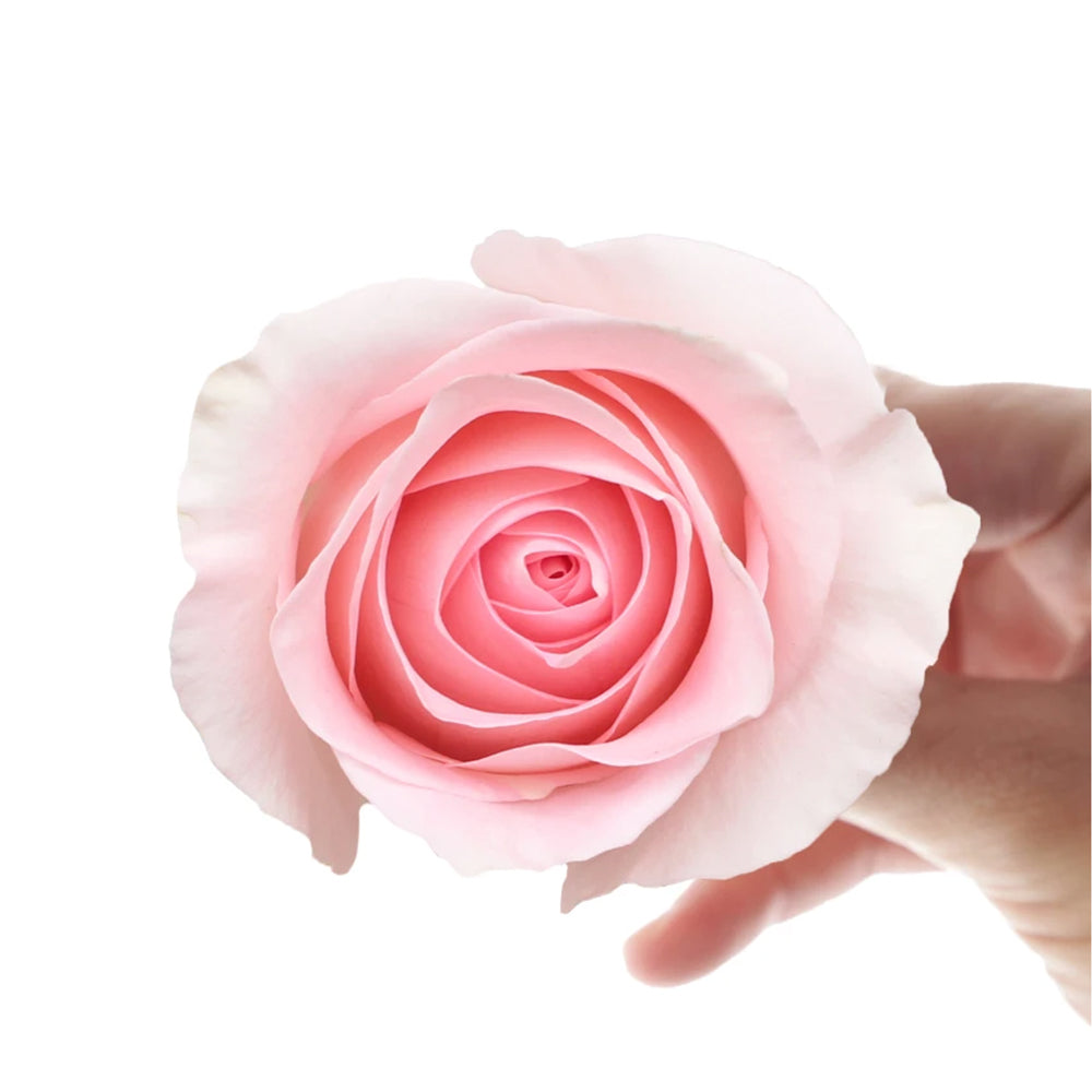 Luciano 10 stems