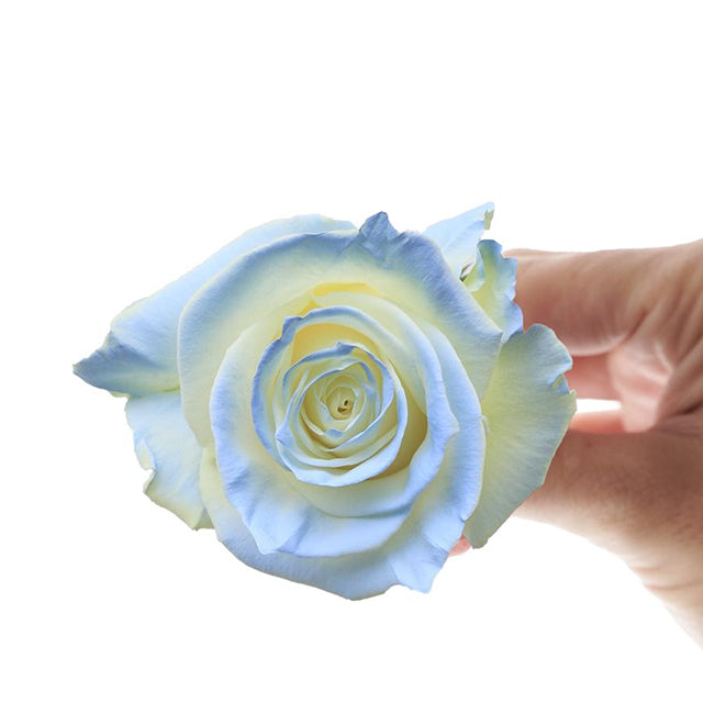 Igloo 10 stems(染色)