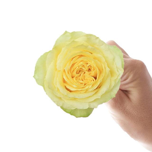 Campanella Garden 10 stems