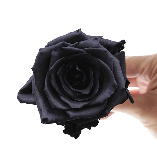 Black mamba 10 stems (染色)