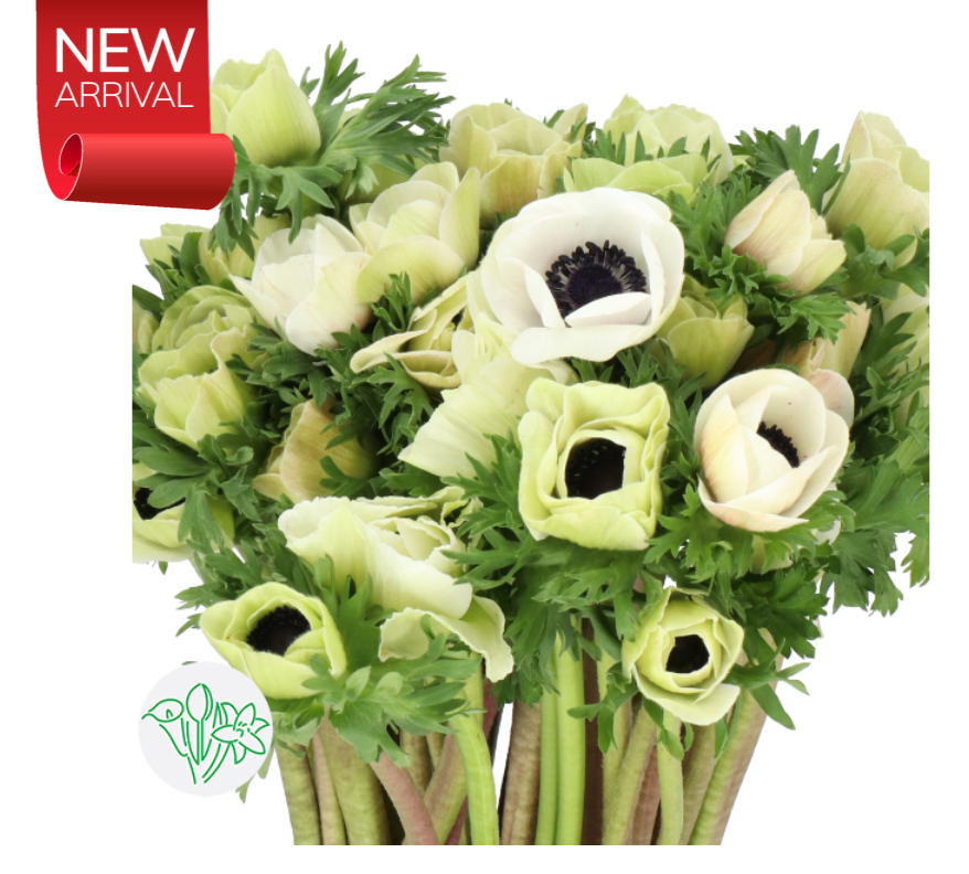 單瓣蒙蘿麗莎 白色 20支