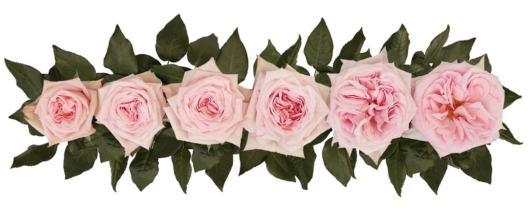 庭園玫瑰 -DAVID AUSTIN PINK O'HARA® 12支