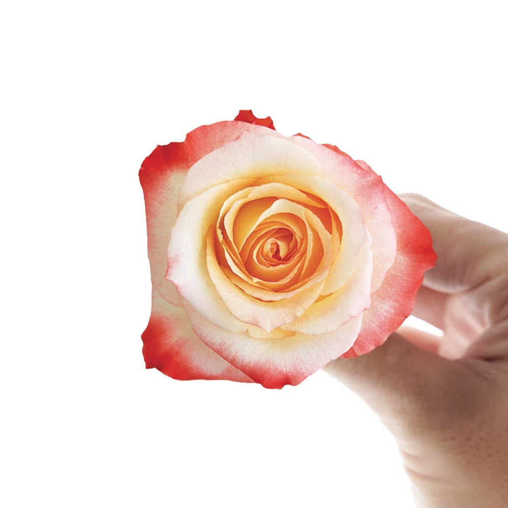 Cabarett 10 stems