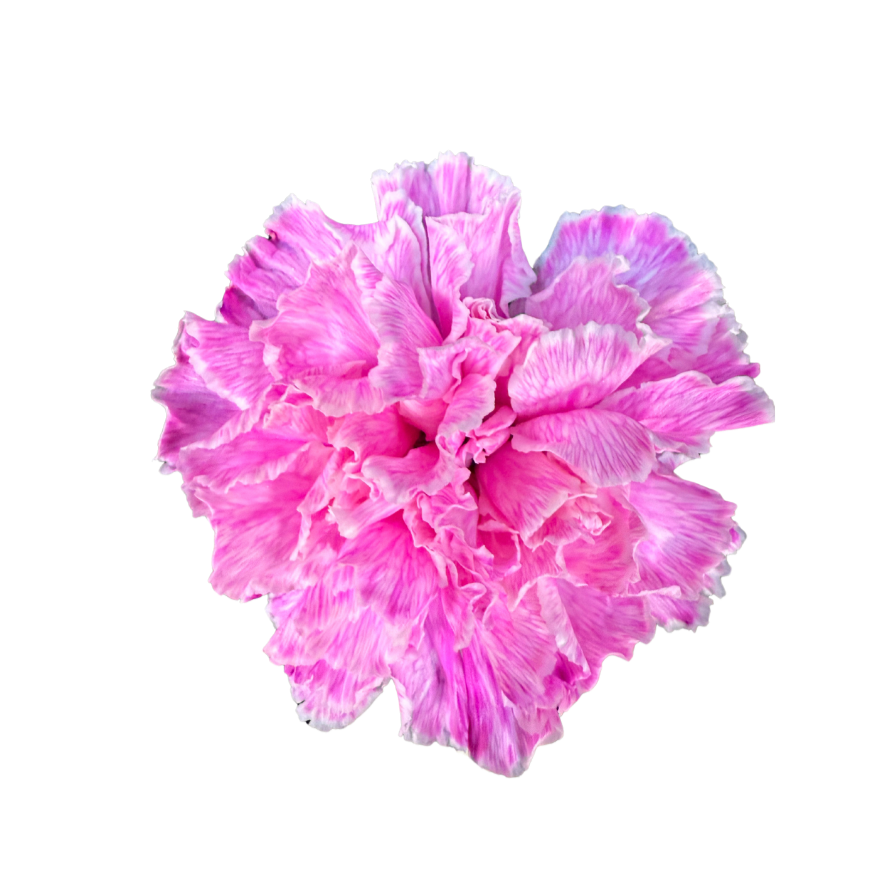 進口染色康乃馨Tinted Carnation