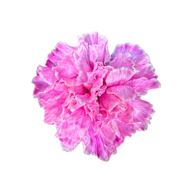 進口染色康乃馨Tinted Carnation