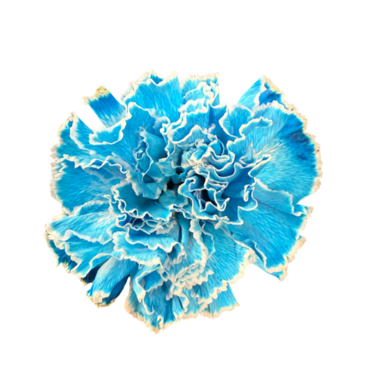 進口染色康乃馨Tinted Carnation