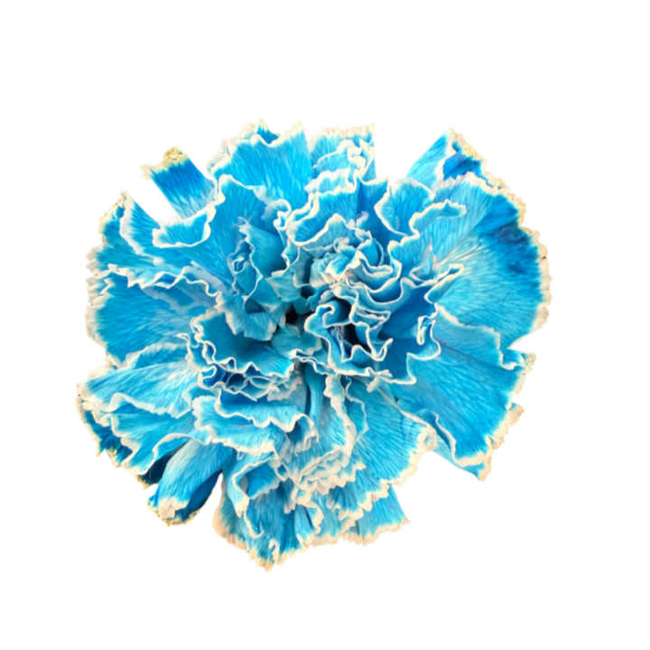 進口染色康乃馨Tinted Carnation