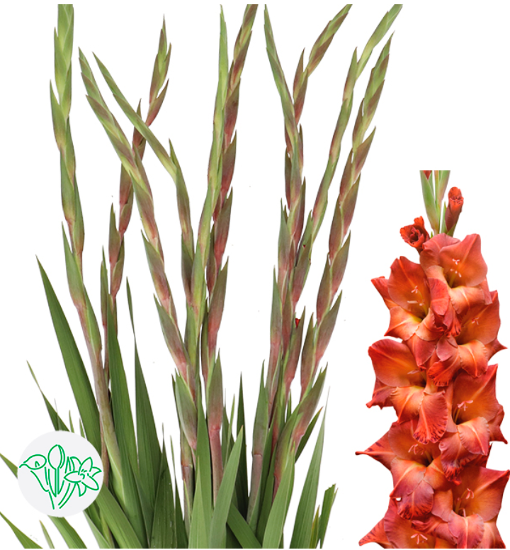 荷蘭劍蘭 Gladiolus