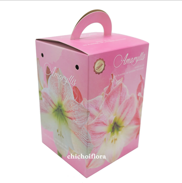 朱頂蘭球 五個款式